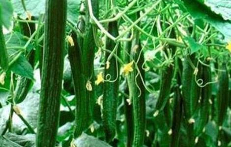 黄瓜歇秧怎么办 黄瓜秧打蔫怎么治