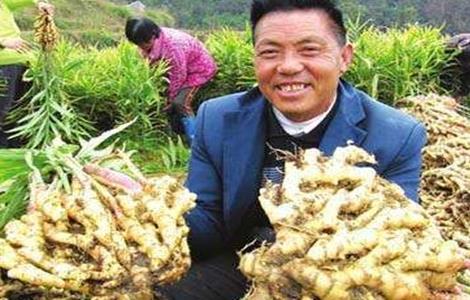 生姜种植如何提高产量(生姜种植如何提高产量呢)