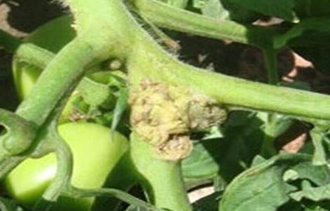 西红柿芽枯病的特征及防治（西红柿芽枯病的特征及防治措施）