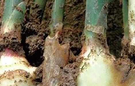 生姜常见病虫害的防治方法 生姜常见病虫害的防治方法图片