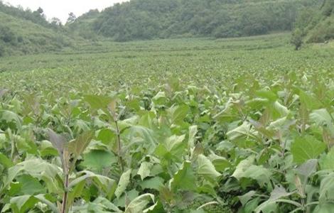 雪莲果的田间管理（雪莲果的栽培管理）