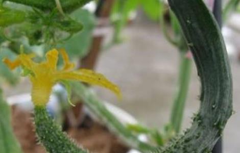 黄瓜弯曲的原因及解决方法（黄瓜弯曲是怎么回事）