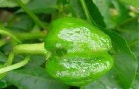 辣椒僵果的原因及防治方法 辣椒僵果表现及治疗