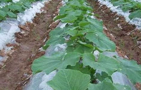 南瓜种植的注意事项 南瓜移栽注意事项