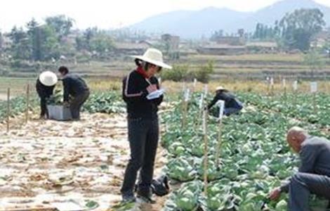 甘蓝的施肥技术(甘蓝的施肥技术与管理)