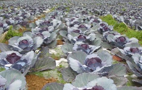 紫甘蓝怎么种 紫甘蓝怎么种植