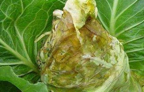 甘蓝种植病虫害的防治方法 甘蓝种植病虫害的防治方法视频