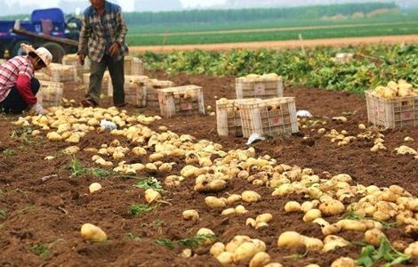 土豆膨大期时该如何管理（土豆膨大期时该如何管理呢）
