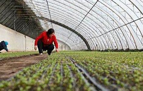 甘蓝的育苗技术 甘蓝的育苗技术有哪些