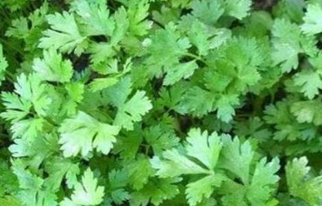 大棚香菜种植技术（大棚香菜种植技术视频）