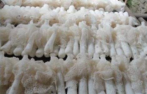 竹荪的几种种植方式 竹荪的几种种植方式图片