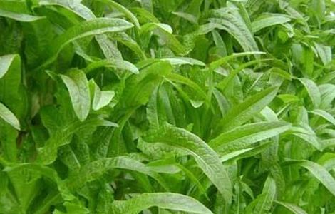 莴笋高产的种植方法 莴笋怎样种植才能高产