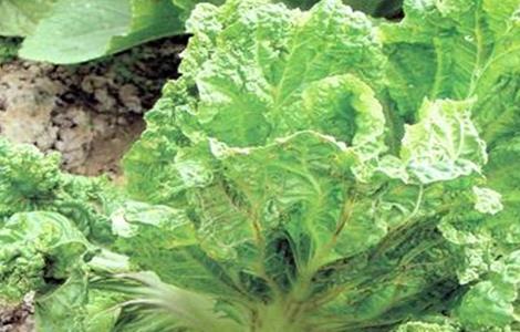 白菜蚜虫怎么办(白菜上的蚜虫怎么治不用农药)