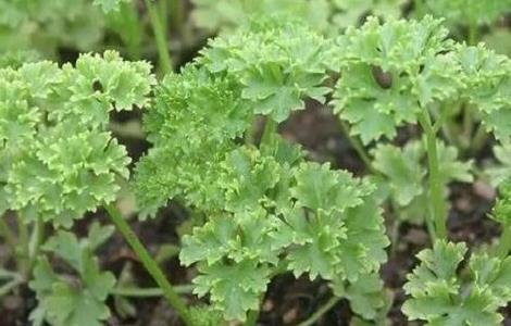 欧芹的种植方法 欧芹种植方法和注意事项