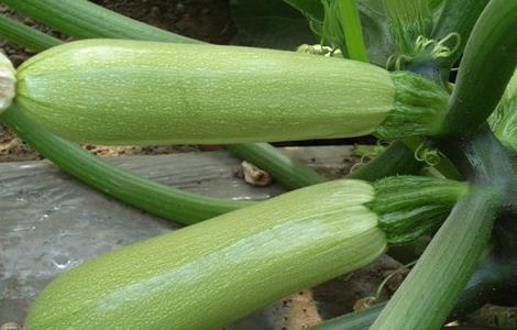 西葫芦育苗时的注意事项 西葫芦在育苗时应注意什么