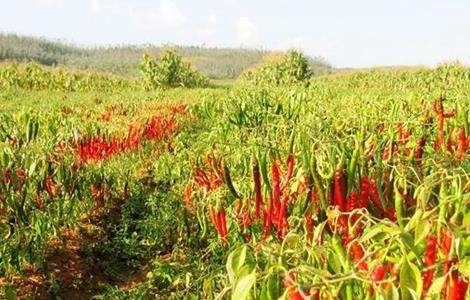 种植辣椒的注意事项（种植辣椒的注意事项有哪些）