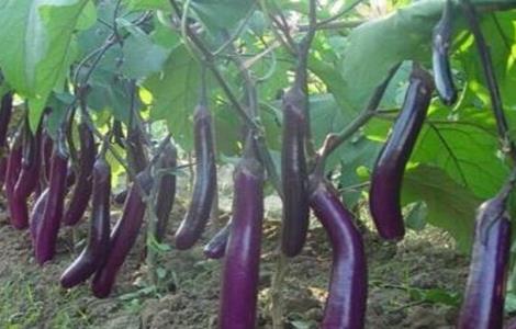 茄子不开花怎么回事 茄子不开花怎么回事呢