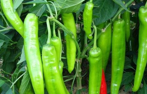 辣椒旺长怎么办（辣椒长的太旺怎么办）