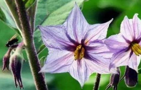 茄子开花不结果的原因（茄子开花不结果的原因是）