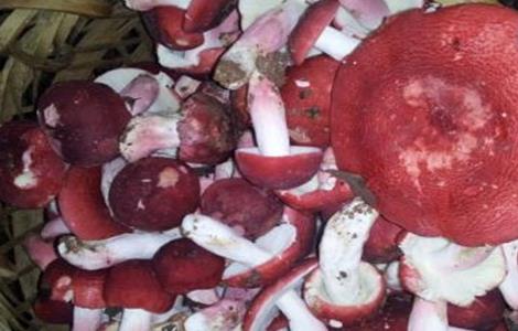 红菇种植注意事项（红菇的种植方法）