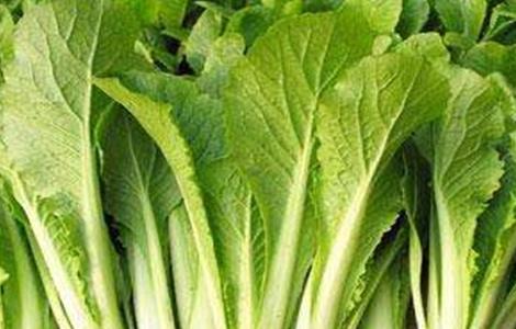 小白菜的田间管理(白菜的田间管理技术)
