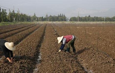 冰菜怎么种植 冰菜怎么种植方法