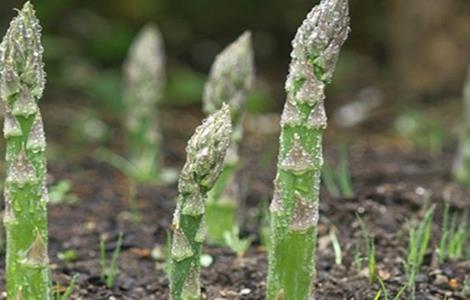 芦笋 冬季 管理技术