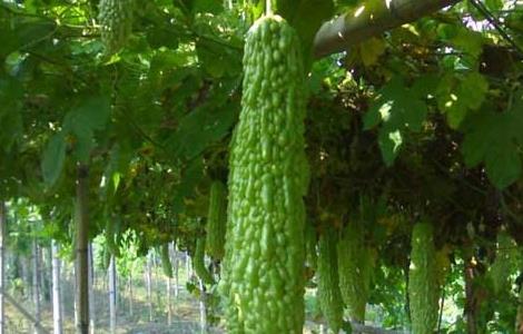 苦瓜田间管理技术（苦瓜田间管理技术要点）