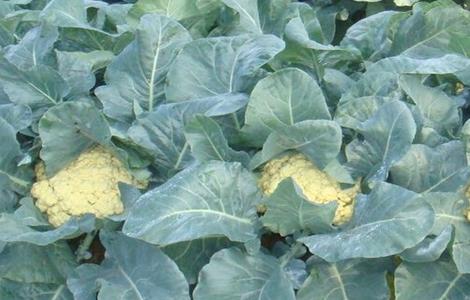花椰菜的田间管理(花椰菜田间管理的视频)