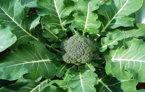 西兰花的栽培技术要点 西兰花的栽培技术要点是