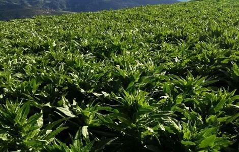 贡菜的种植技术 贡菜的种植技术视频