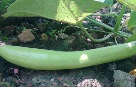 白瓜的种植方法(白瓜的种植方法和技术)