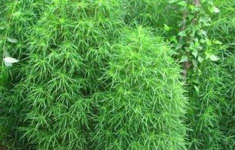 扫帚菜的种植方法（扫帚菜的种植方法视频）