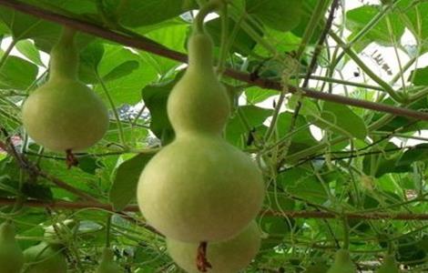 葫芦的种植方法(盆栽小葫芦的种植方法)