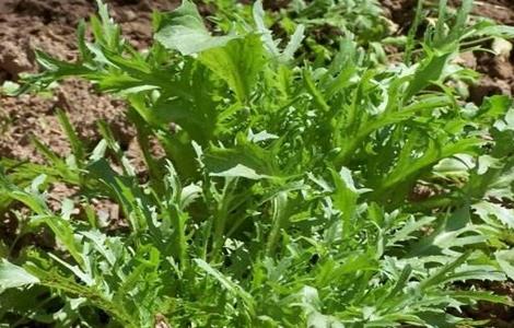 苦菊的种植方法(苦菊的种植方法和技术)