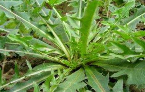 苦菊病虫害的防治方法 苦菊病虫害的防治方法视频