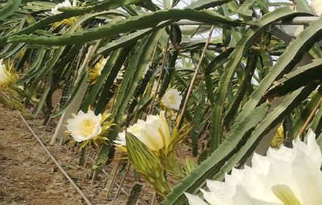 霸王花如何种植（霸王花怎样种植）