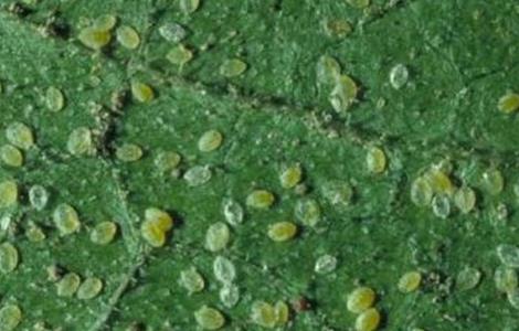 西葫芦常见病虫害防治 西葫芦的病虫害防治方法