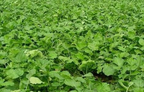 青萝卜的种植方法 青萝卜的种植方法和时间视频