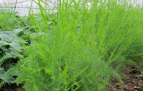 芦笋的施肥技术（芦笋的施肥技术视频）