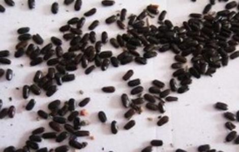 芦笋的浸种催芽方法 芦笋的浸种催芽方法有哪些