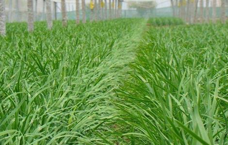 韭菜的管理技术要点（韭菜技术管理方法）