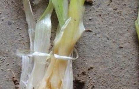 大葱常见病虫害的防治方法（大葱的病虫害的防治方法）