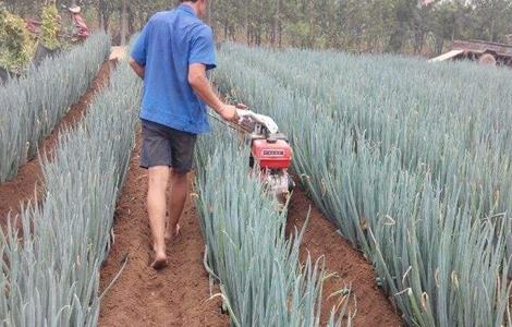 大葱的高产施肥技术（大葱种植高产施肥技巧）