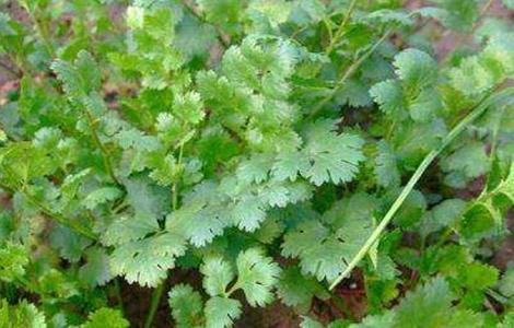 香菜的田间管理技术 香菜种植技术和管理方法