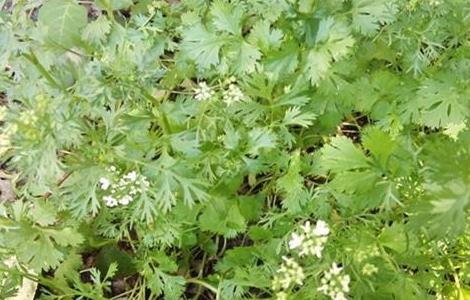 香菜抽薹的预防措施 香菜抽薹的预防措施有哪些