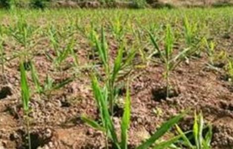 生姜的苗期管理要点 生姜的苗期管理要点有哪些