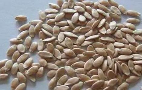 黄瓜如何浸种催芽（黄瓜浸种催芽方法）