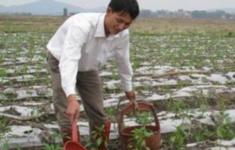 辣椒的高产施肥技术 辣椒种植施肥技术