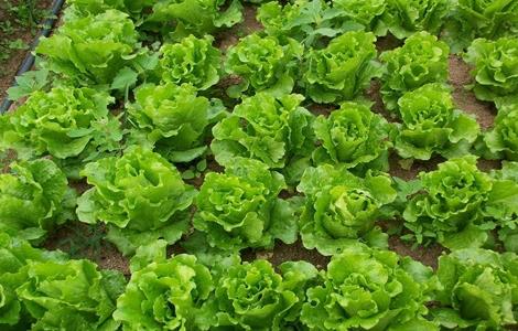 生菜对环境条件的要求 生菜生长环境要求